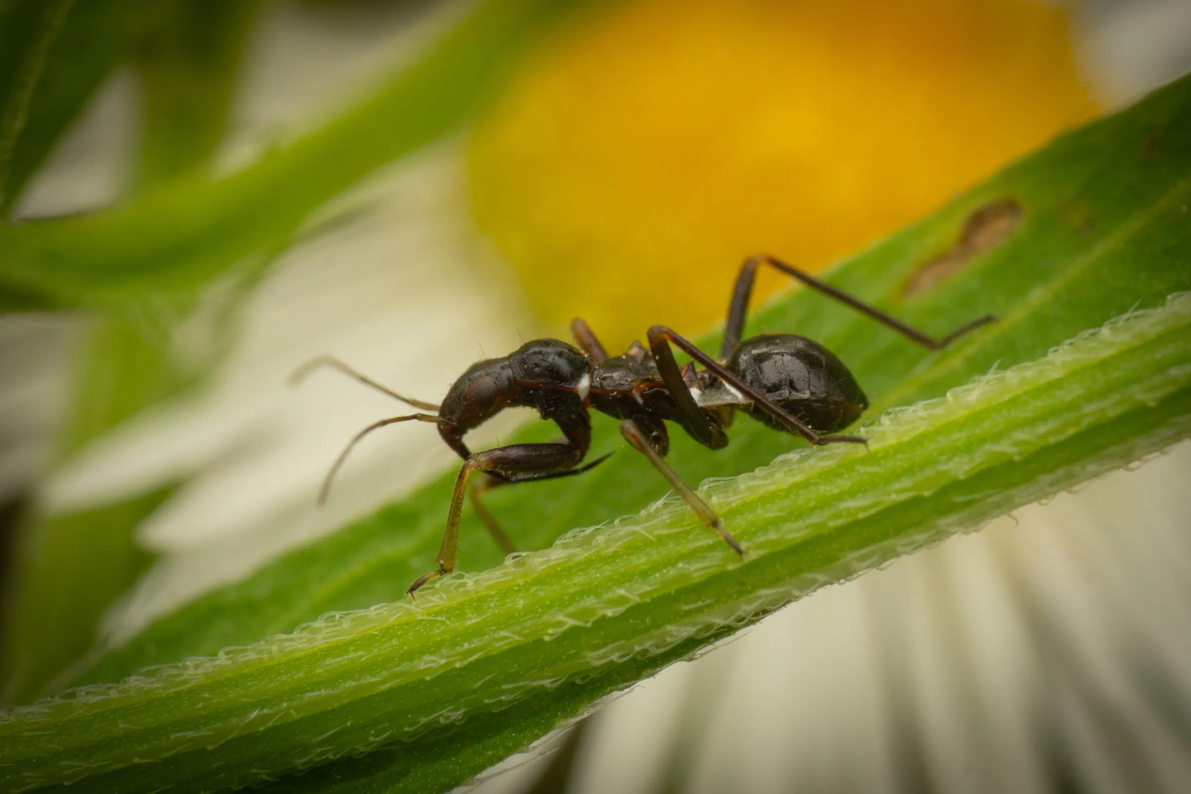 Ant Damselbug