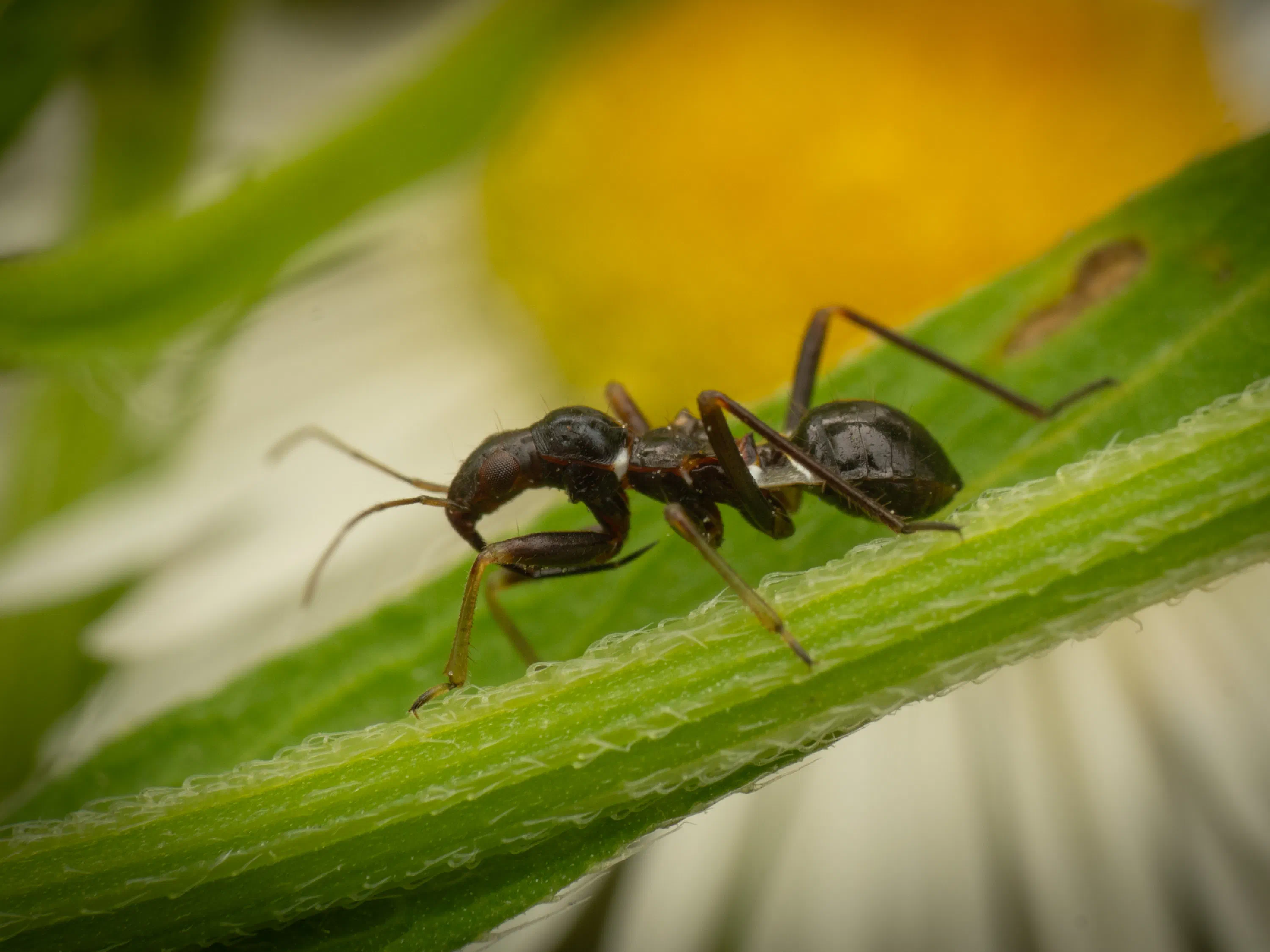 Ant Damselbug