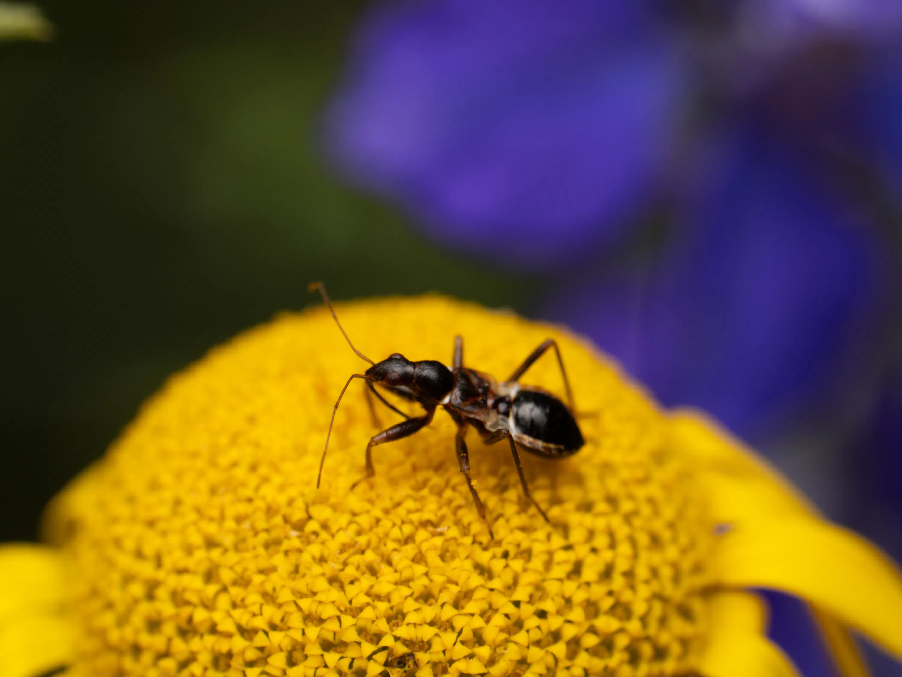 Himacerus mirmicoides