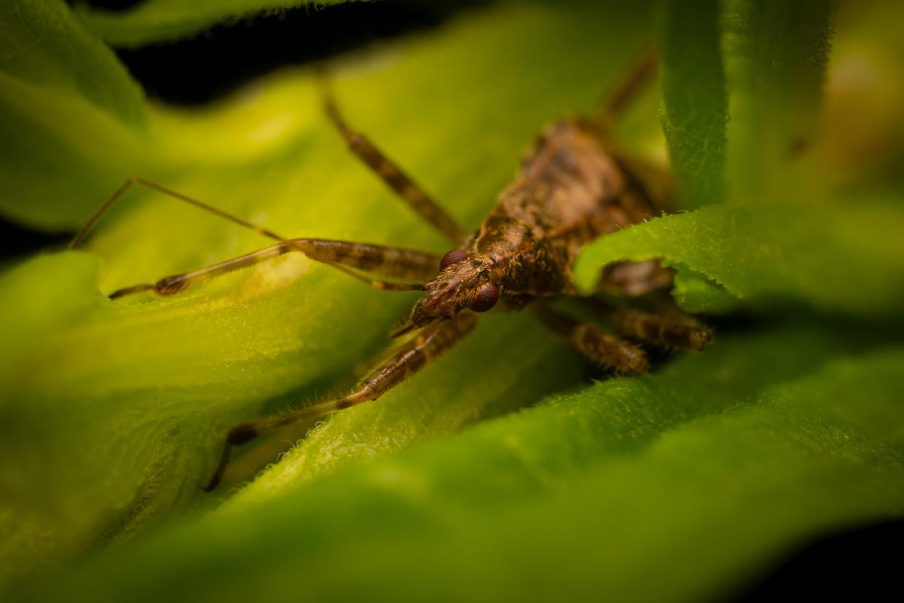 Tree Damsel Bug – No. 1