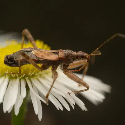 Himacerus apterus