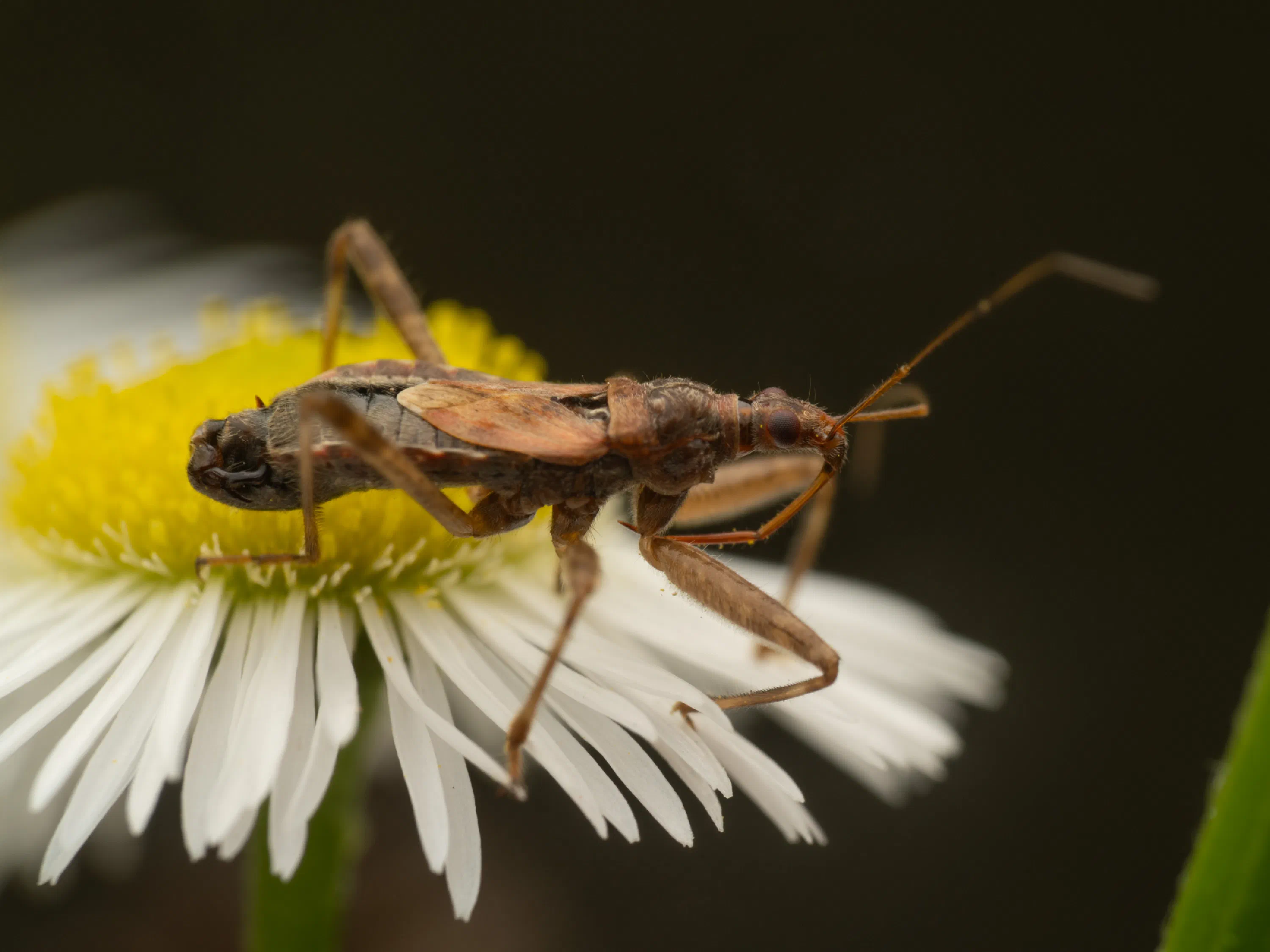 Himacerus apterus