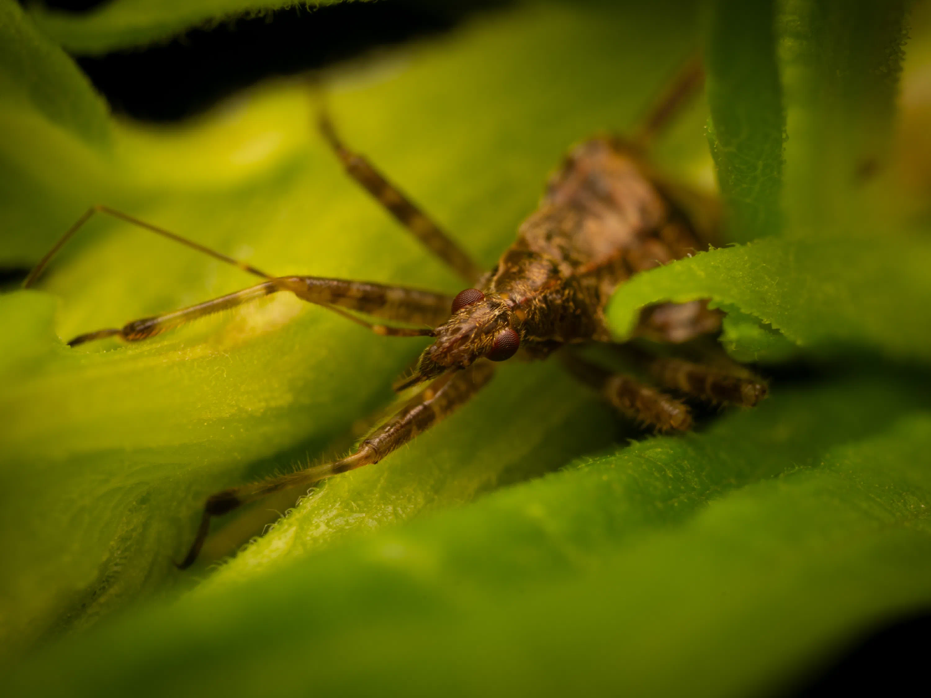 Himacerus apterus
