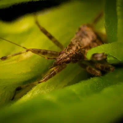 Himacerus apterus