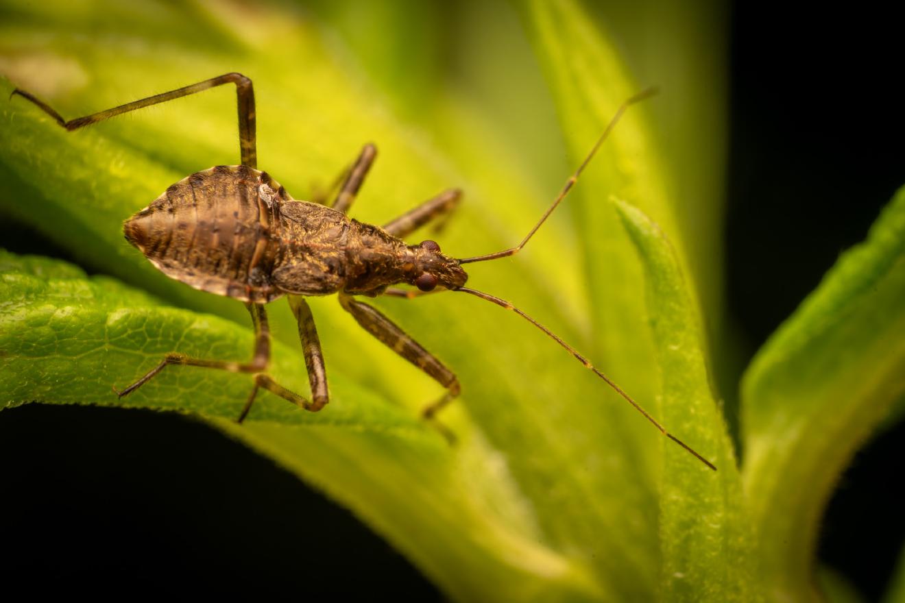 Tree Damsel Bug – No. 2