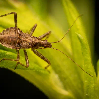 Himacerus apterus