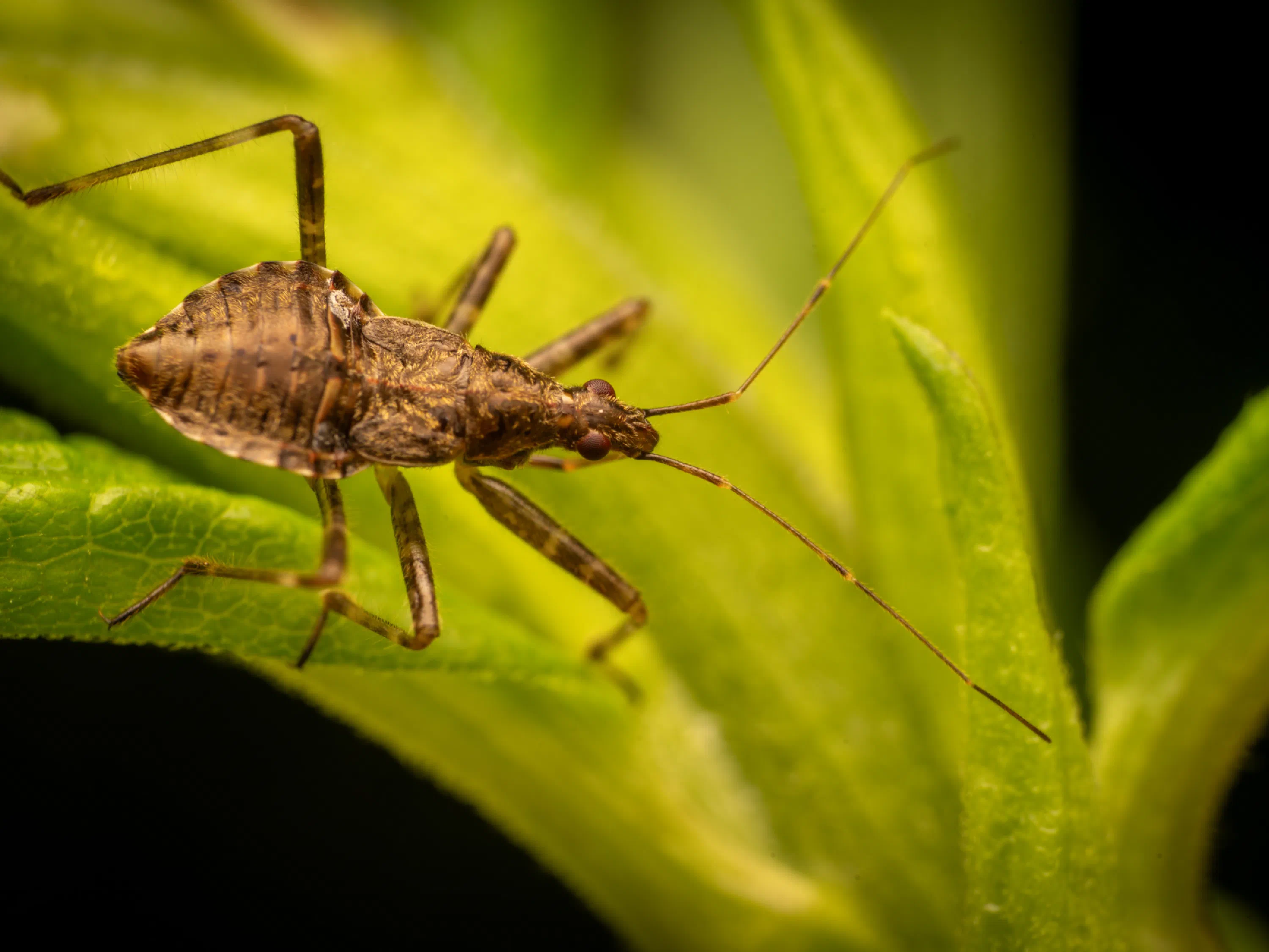 Himacerus apterus
