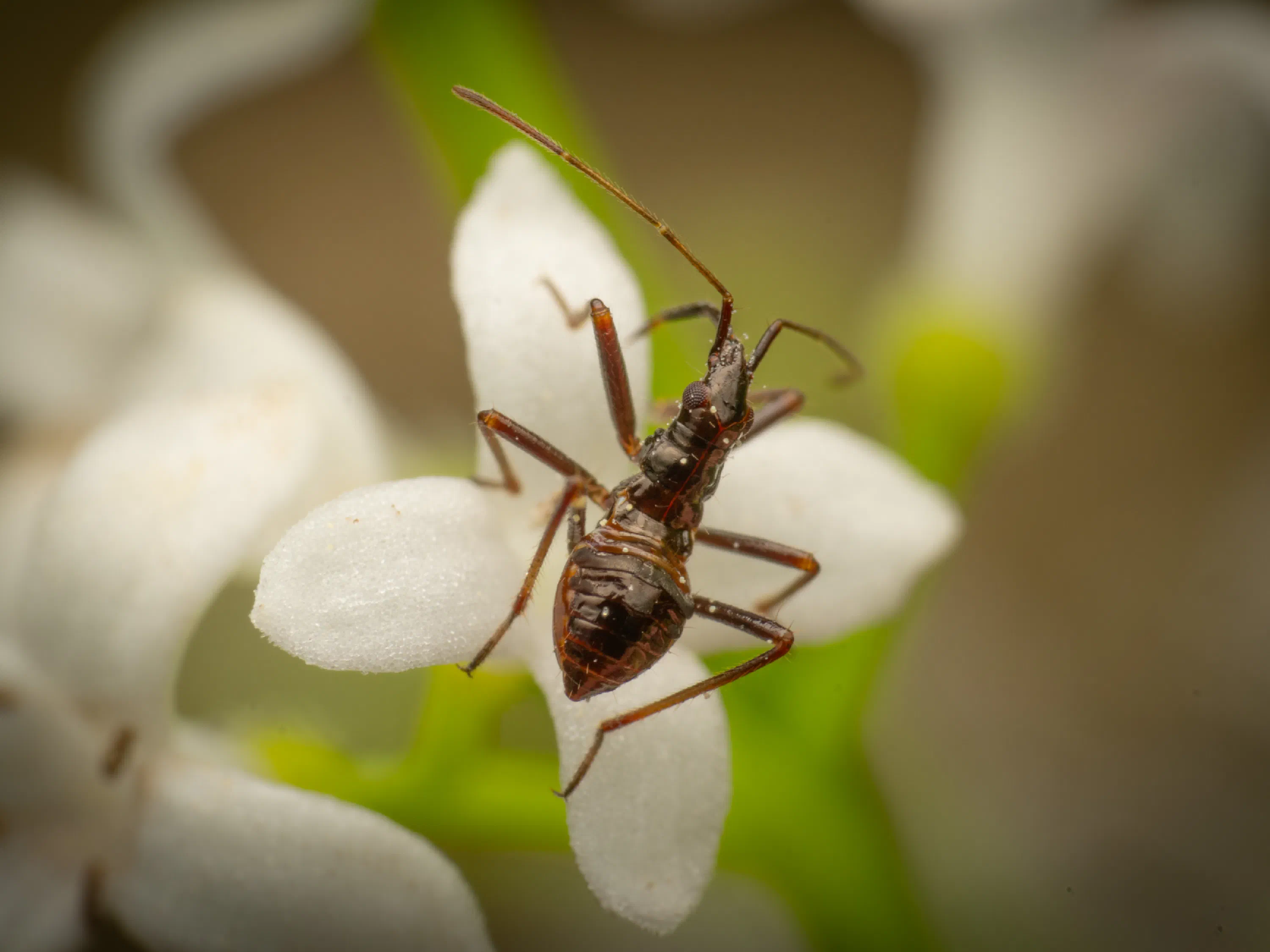 Himacerus apterus