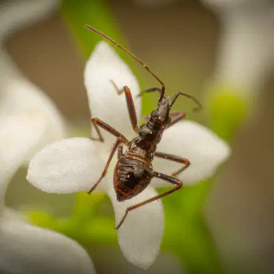 Himacerus apterus