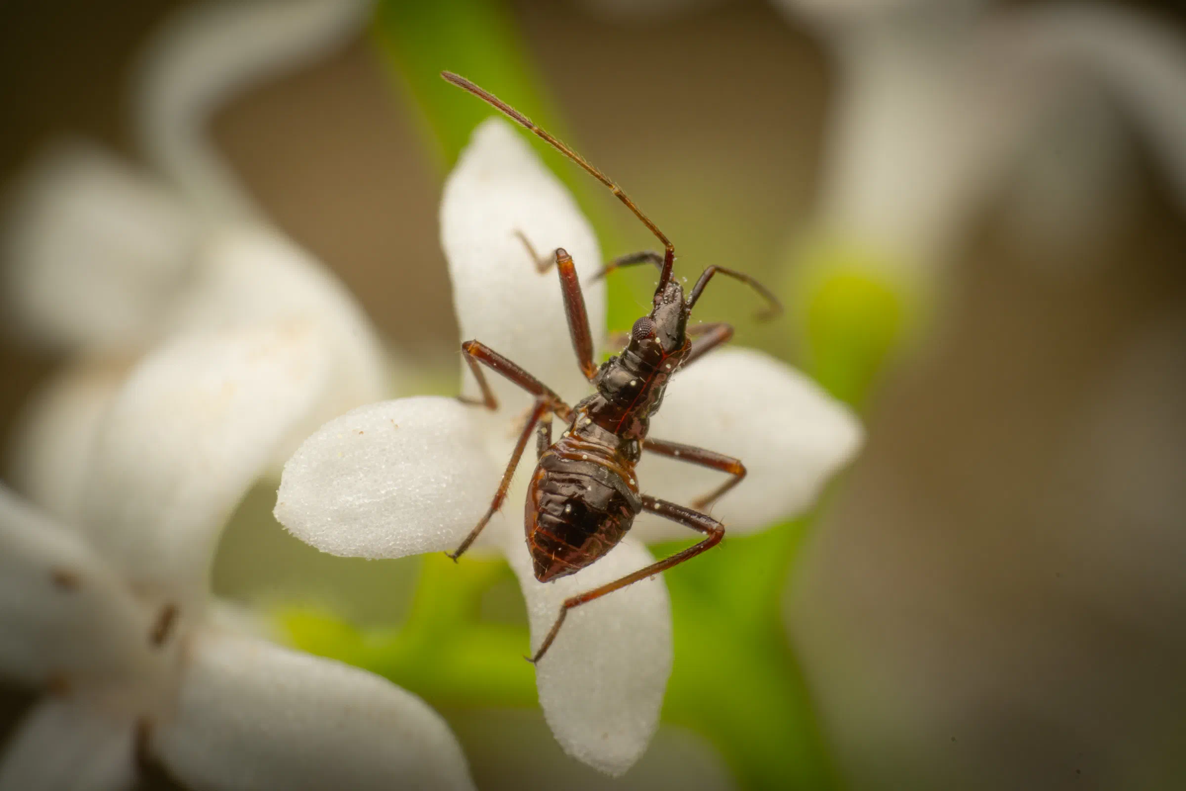 Tree Damsel Bug