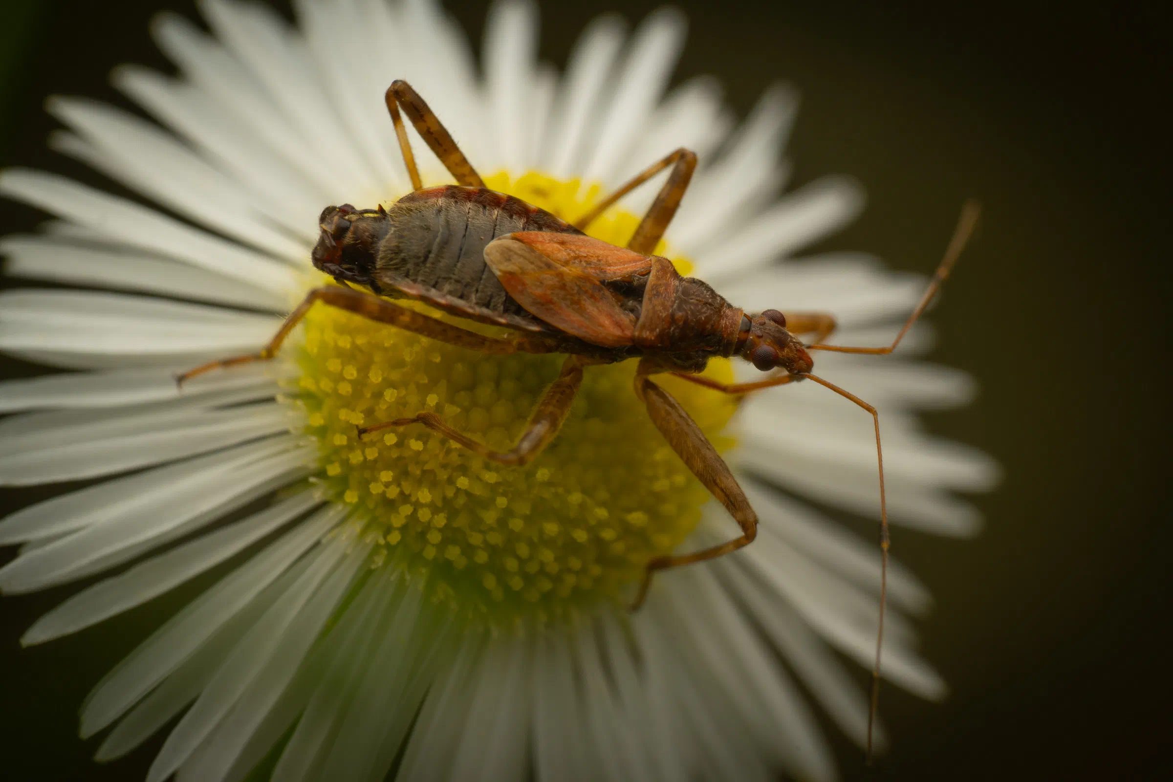 Tree Damsel Bug