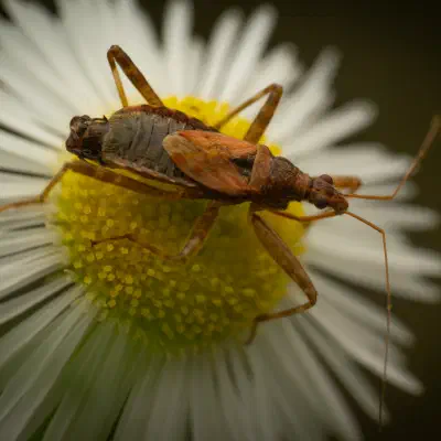 Himacerus apterus