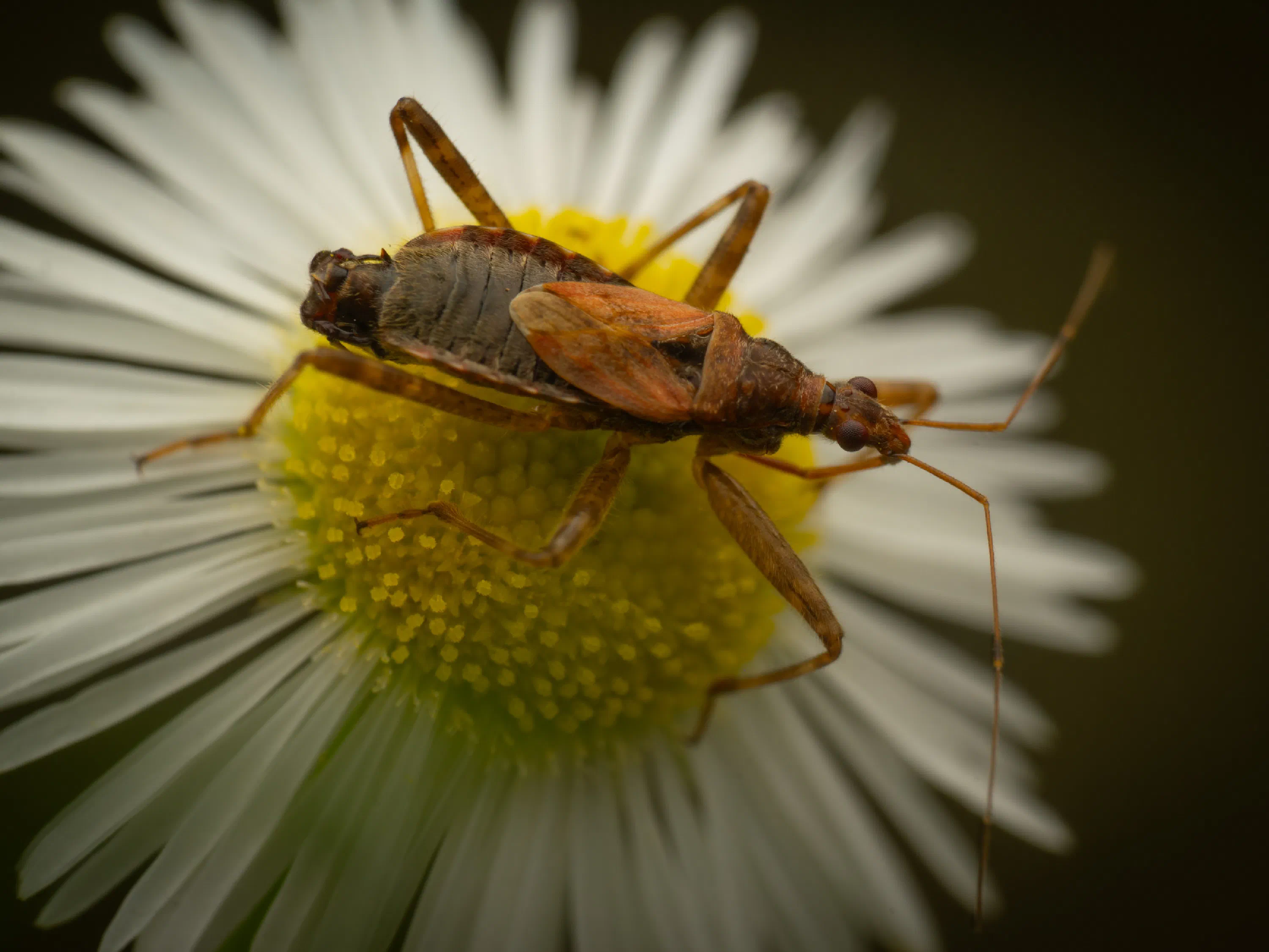 Himacerus apterus