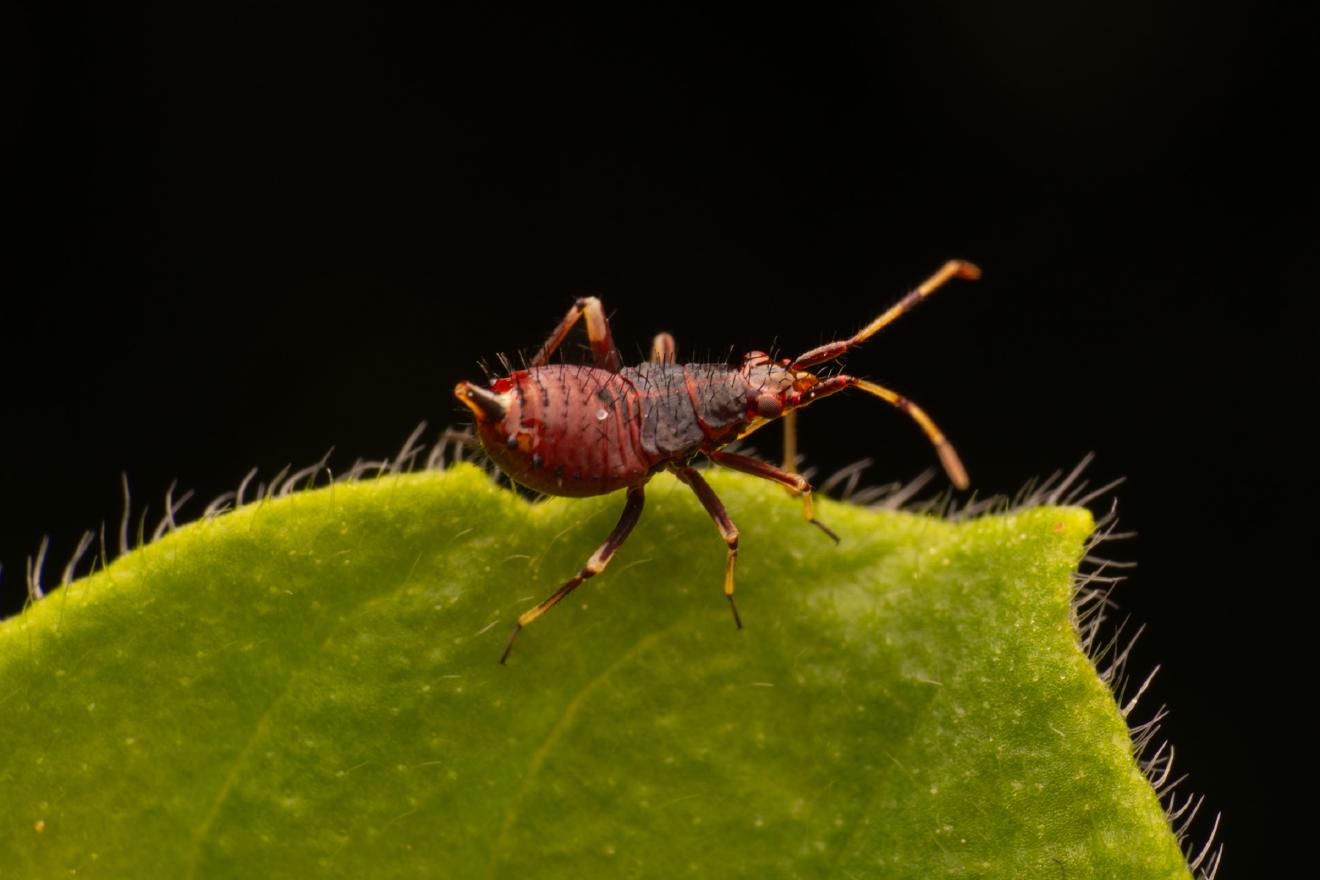 Damsel Bugs – No. 1