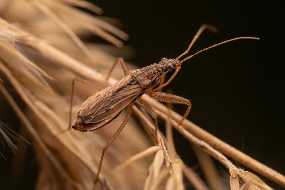 June 30, 2024 – Issue No. 317
– Issue No. 317: “Marsh Damsel Bug“ Marsh Damsel Bug