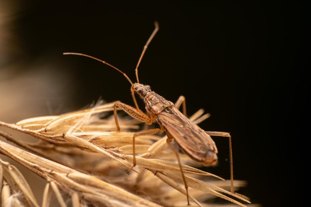 July 1, 2024 – Issue No. 318
– Issue No. 318: “Marsh Damsel Bug“ Marsh Damsel Bug
