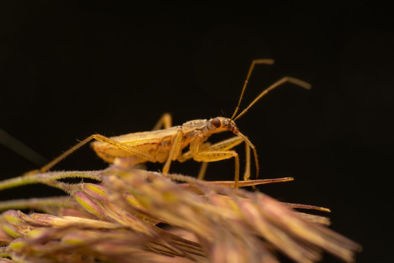 Marsh Damsel Bug – No. 3