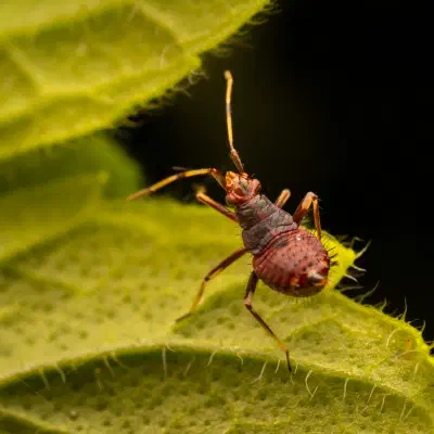 Nabidae
