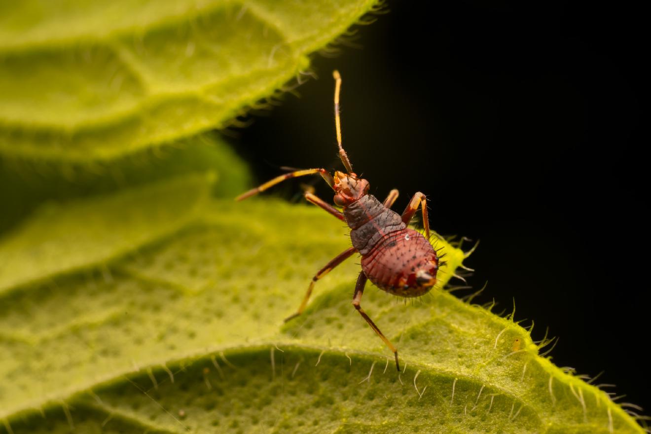 Damsel Bugs – No. 2