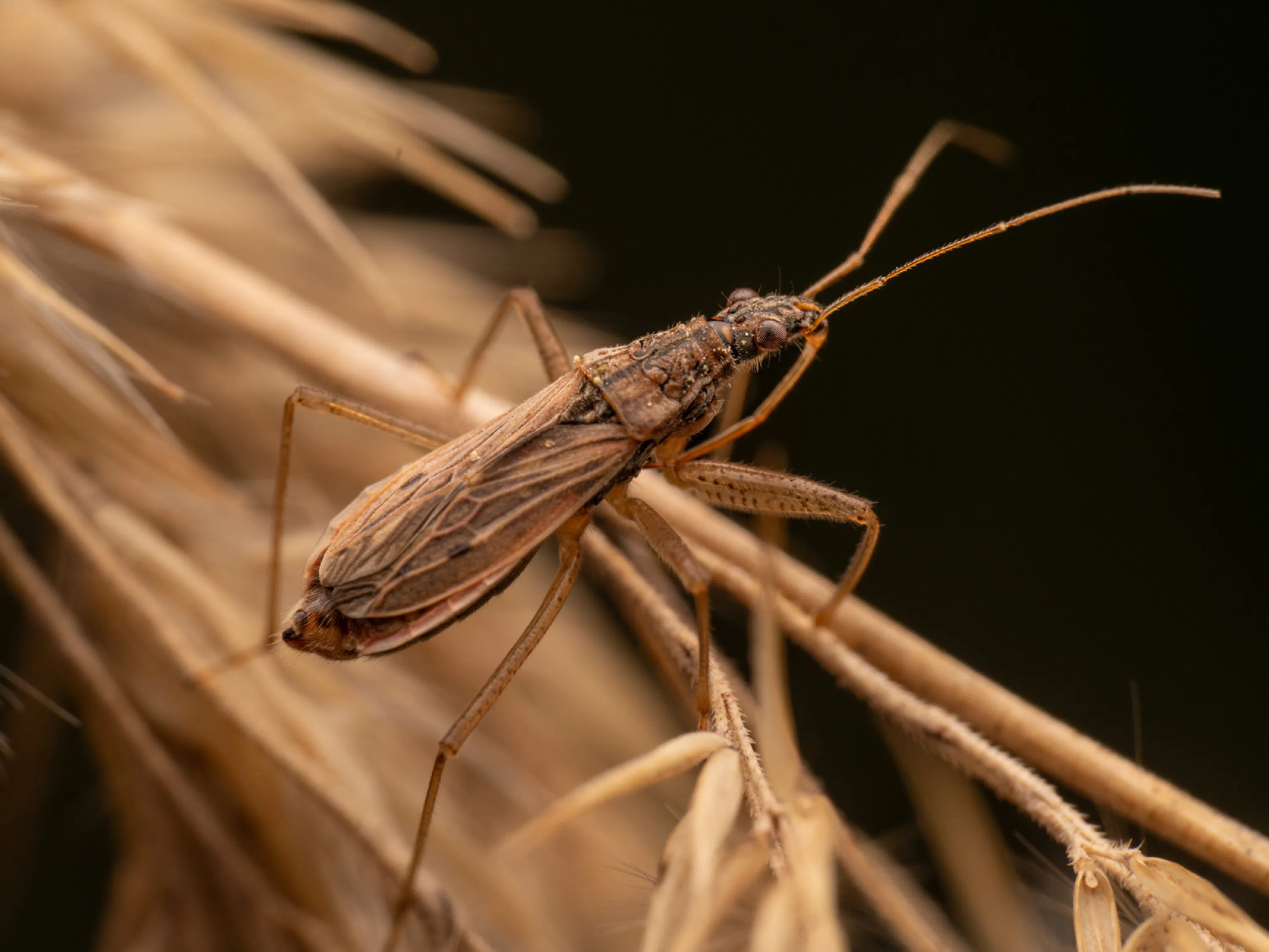 Nabis limbatus