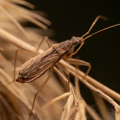 Marsh Damsel Bug