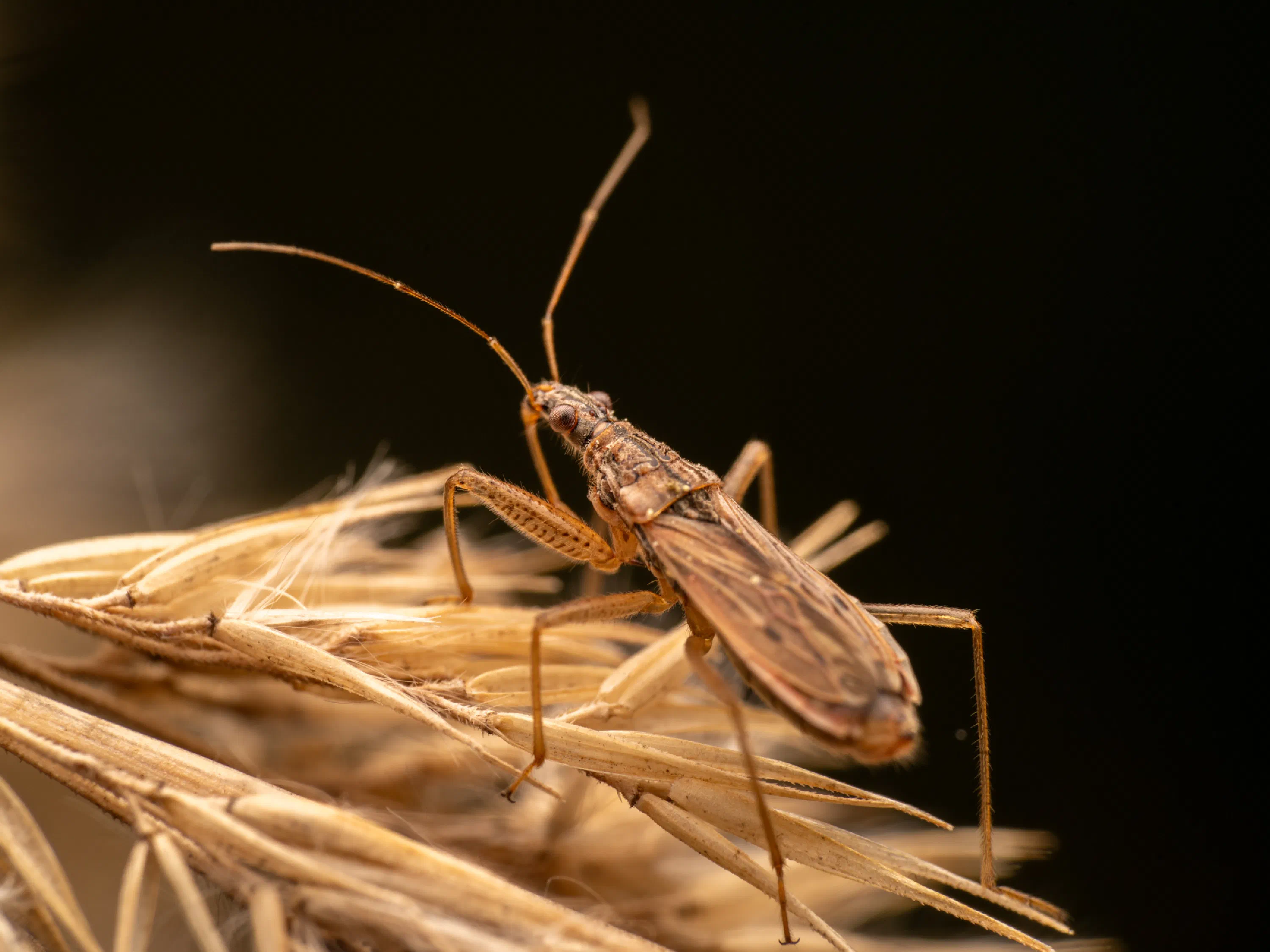 Nabis limbatus