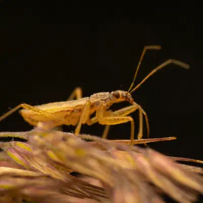Marsh Damsel Bug