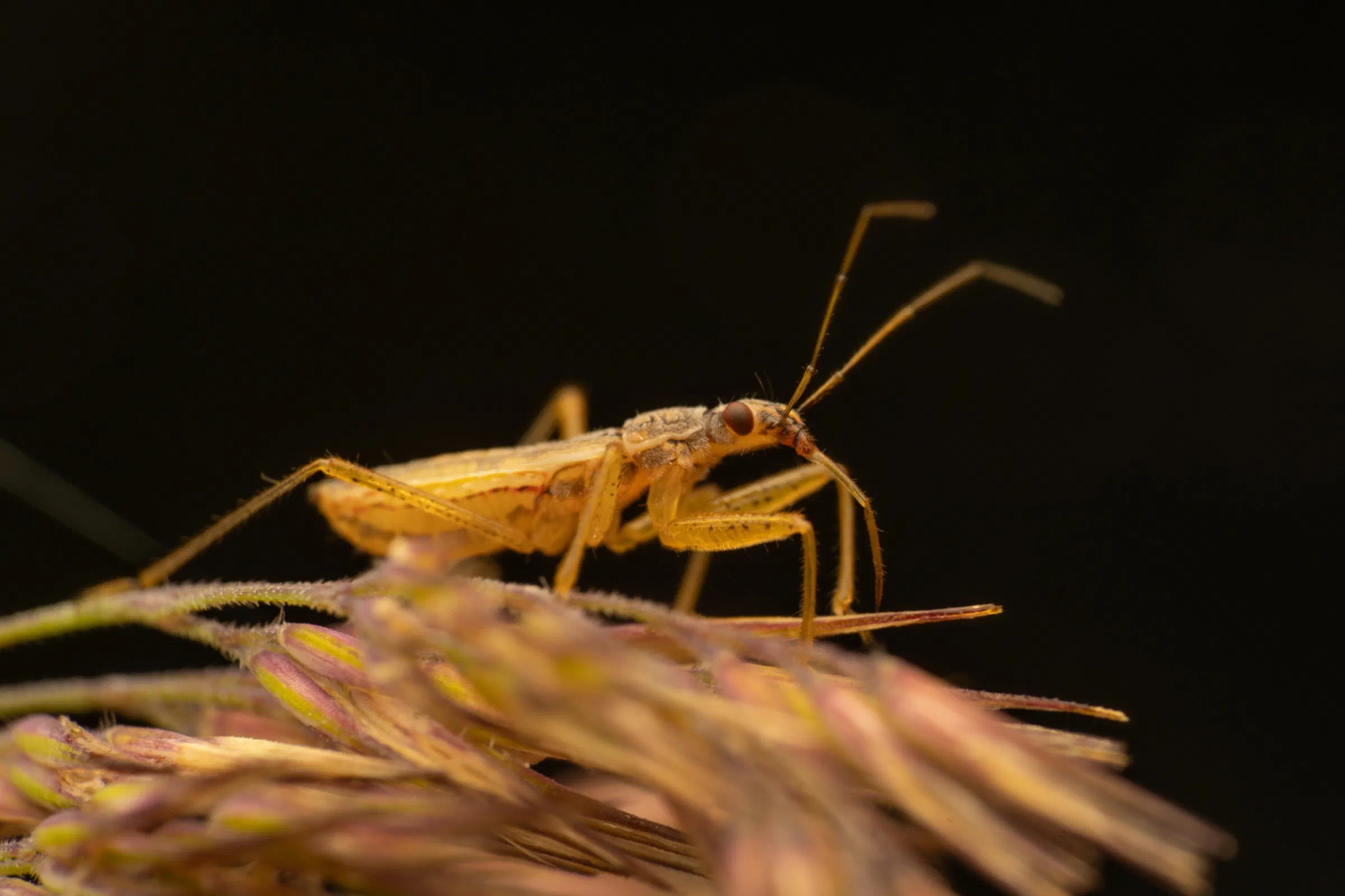 Nabis limbatus