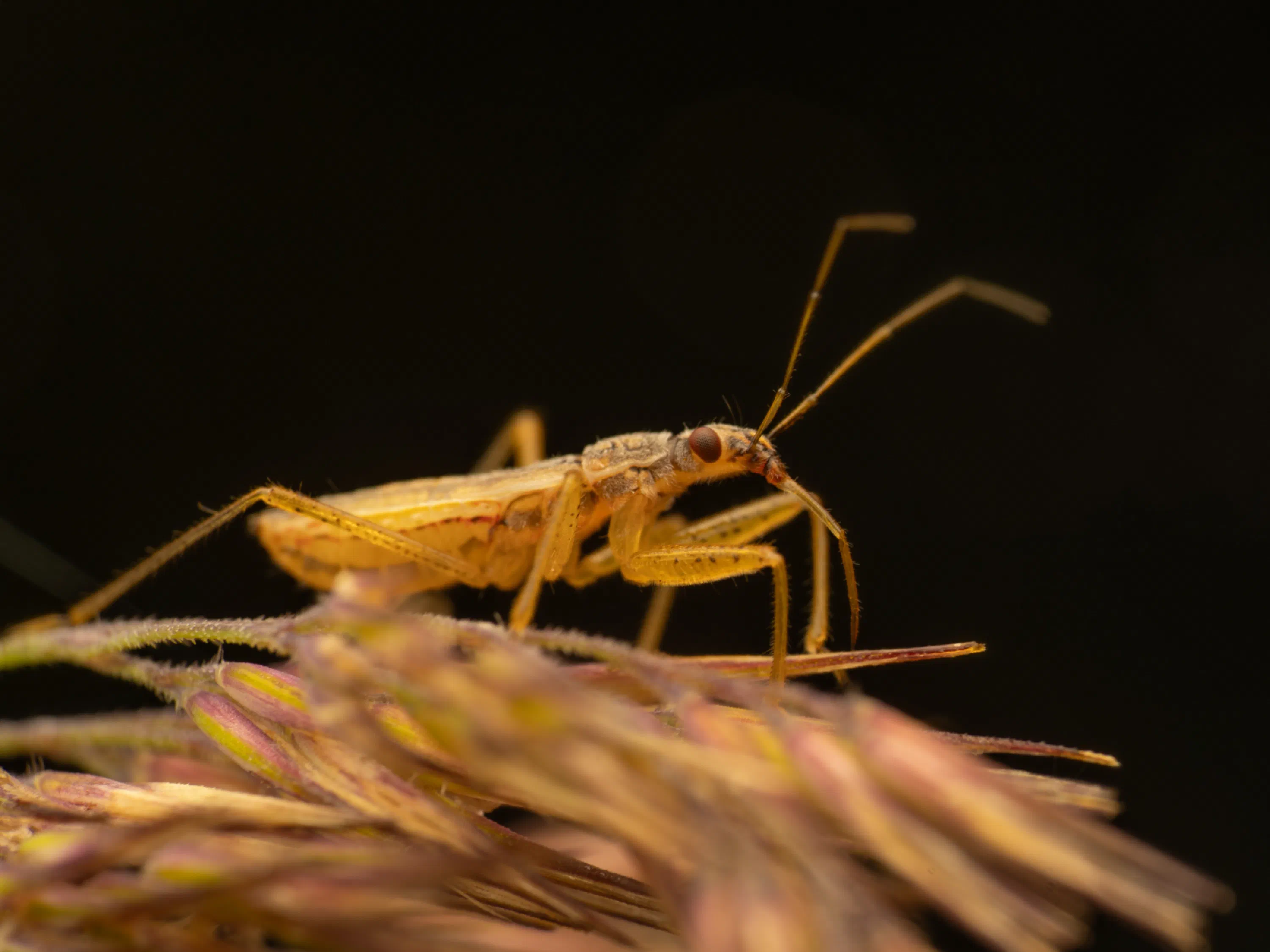 Nabis limbatus