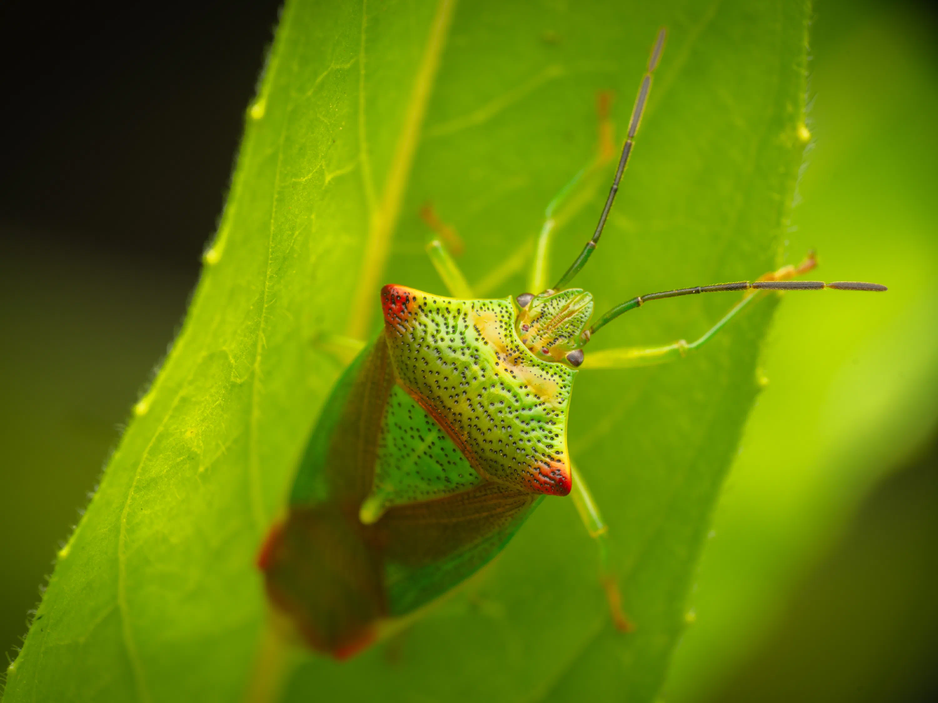 Acanthosoma haemorrhoidale