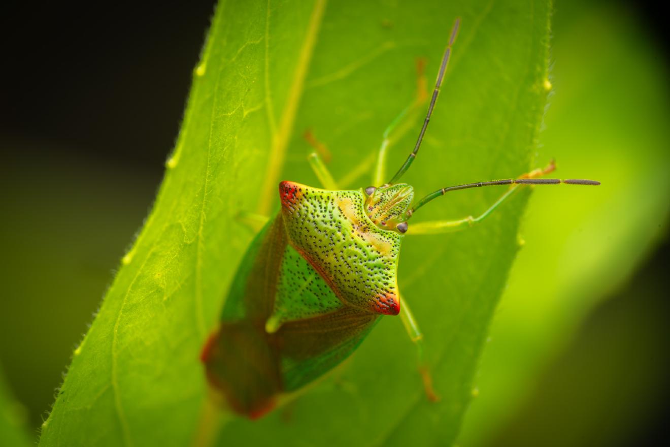 Hawthorn Shield Bug – No. 1