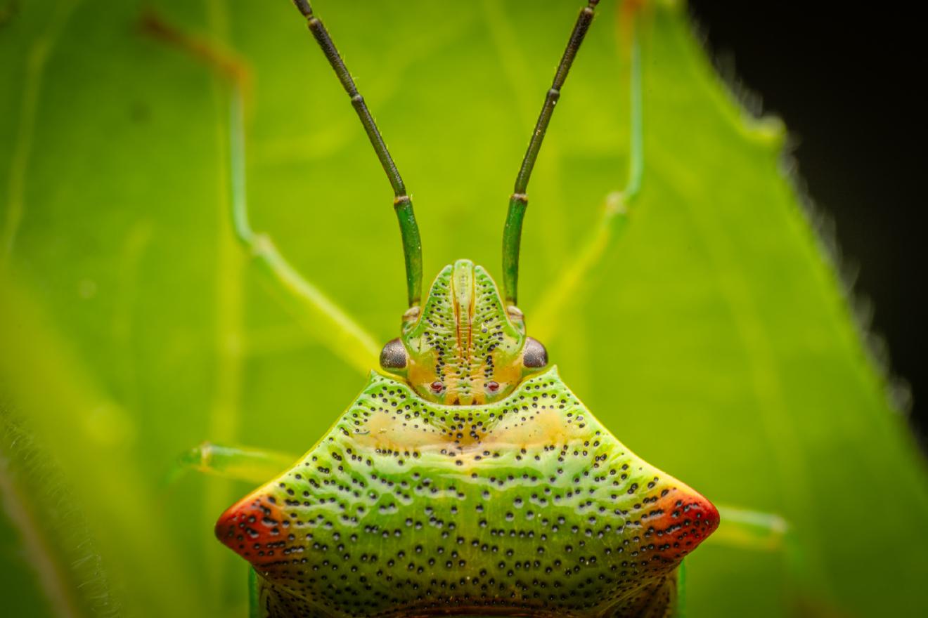 Hawthorn Shield Bug – No. 2
