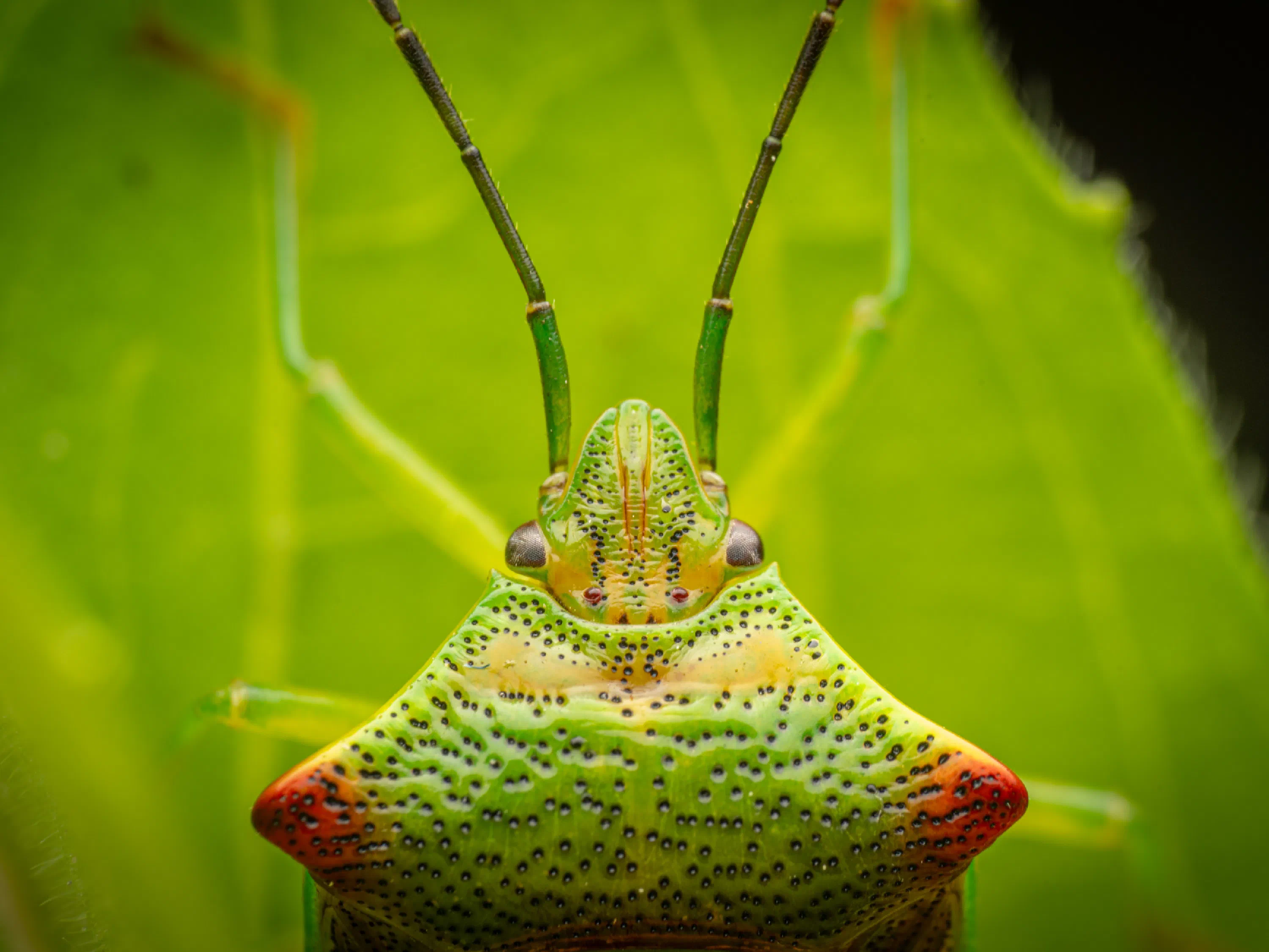Acanthosoma haemorrhoidale