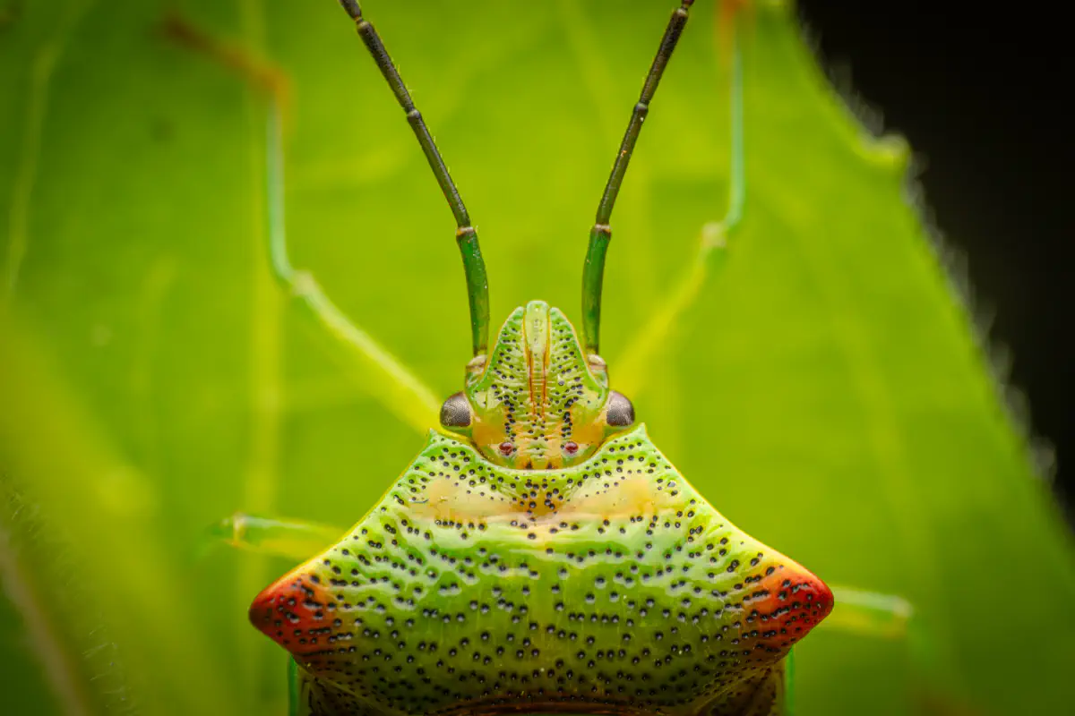 Hawthorn Shield Bug – No. 2
