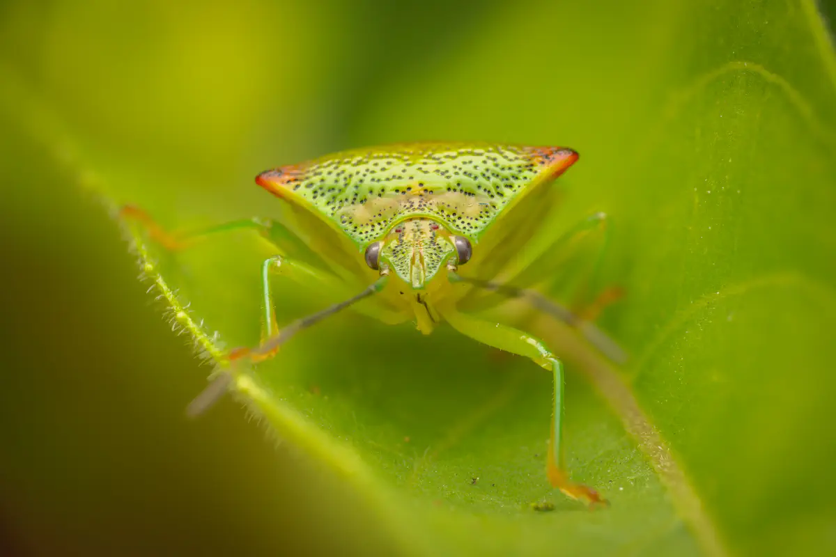 Hawthorn Shield Bug – No. 3