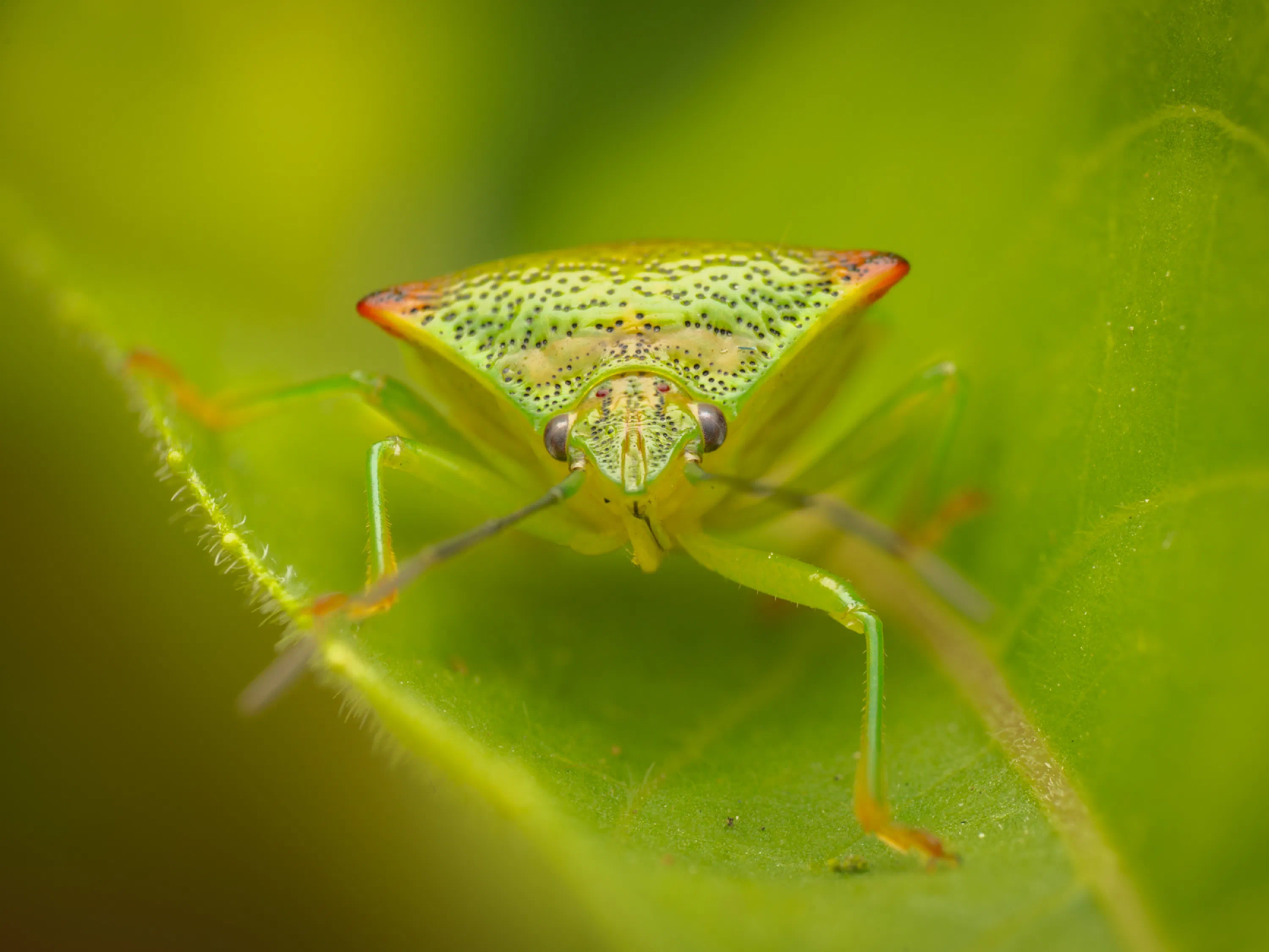 Acanthosoma haemorrhoidale