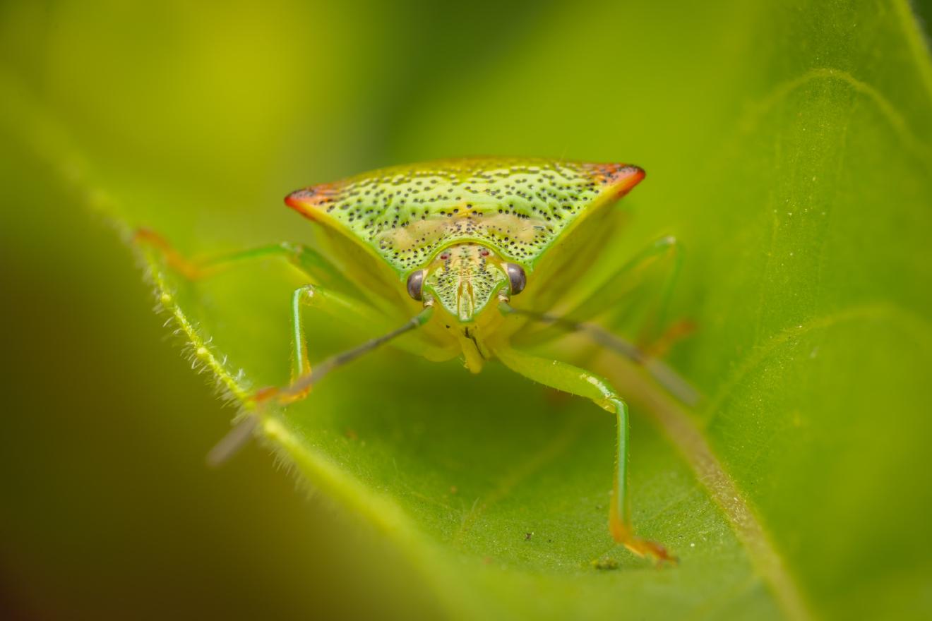 Hawthorn Shield Bug – No. 3