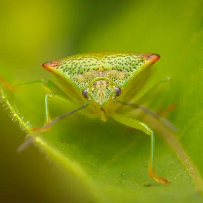 Acanthosoma haemorrhoidale