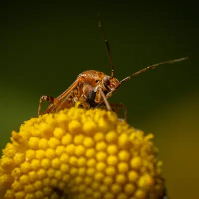 Lygus rugulipennis