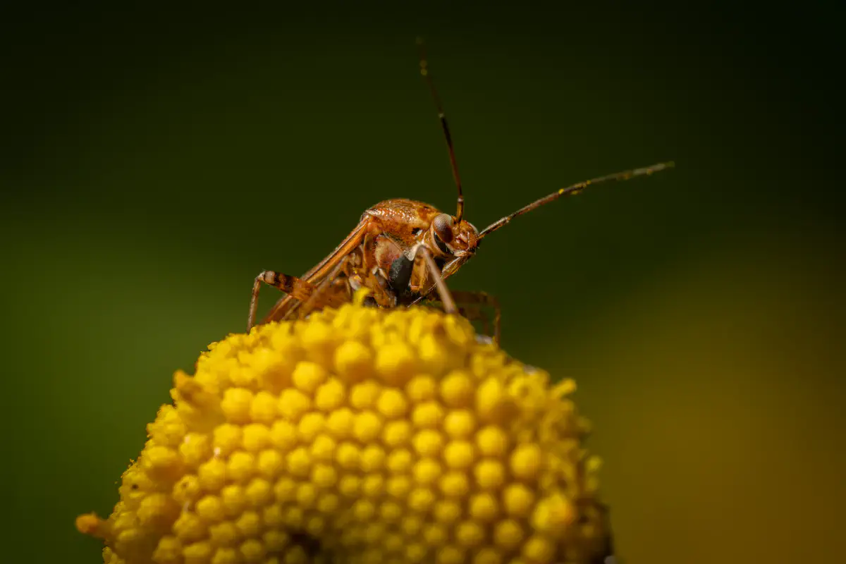 European Tarnished Plant Bug – No. 1