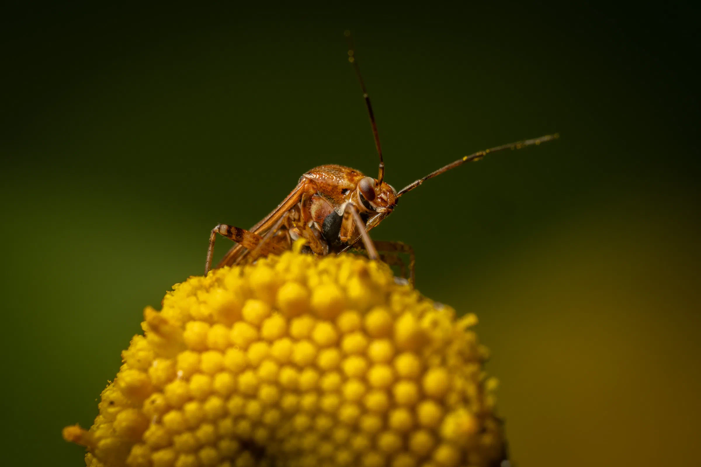 Behaarte Wiesenwanze