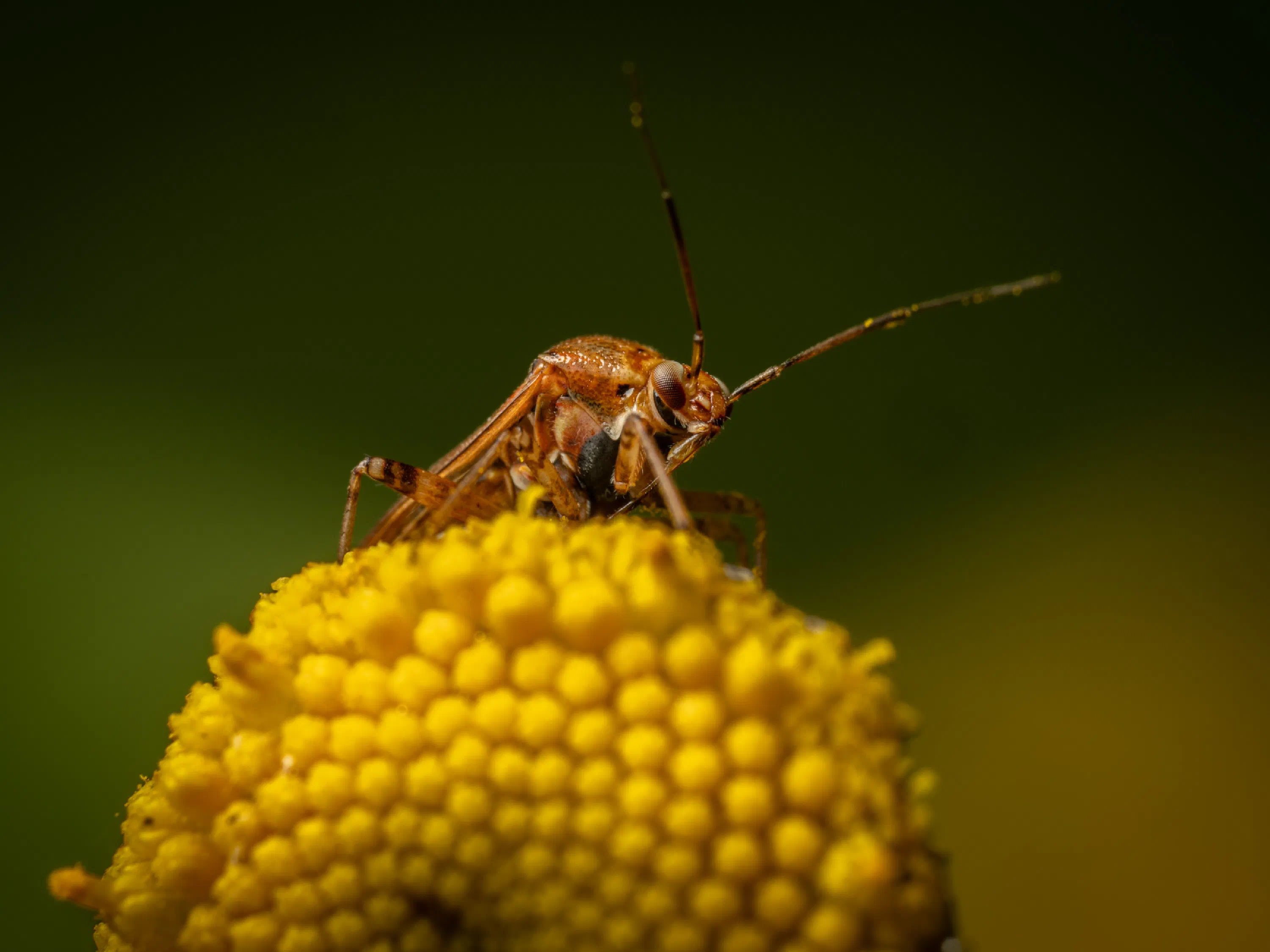 Lygus rugulipennis