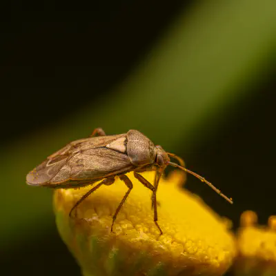 Behaarte Wiesenwanze