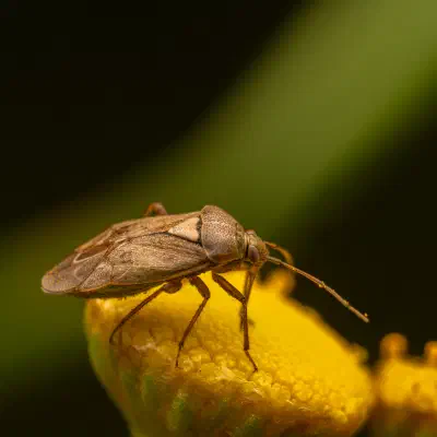 Behaarte Wiesenwanze