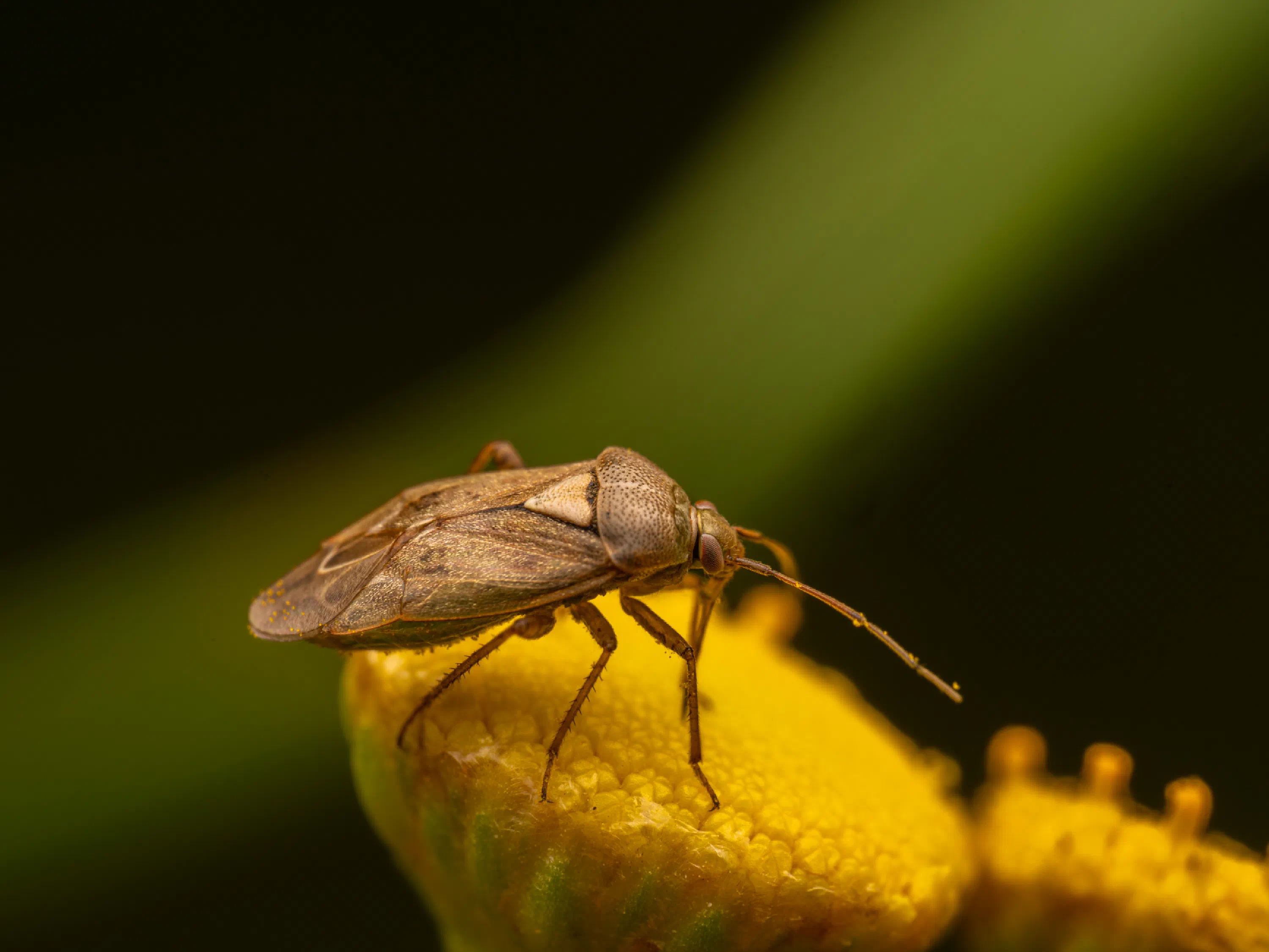 Behaarte Wiesenwanze