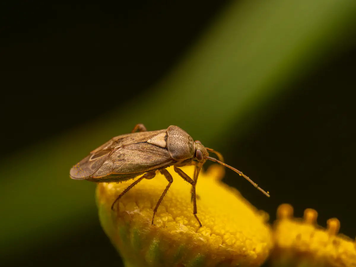 Lygus rugulipennis