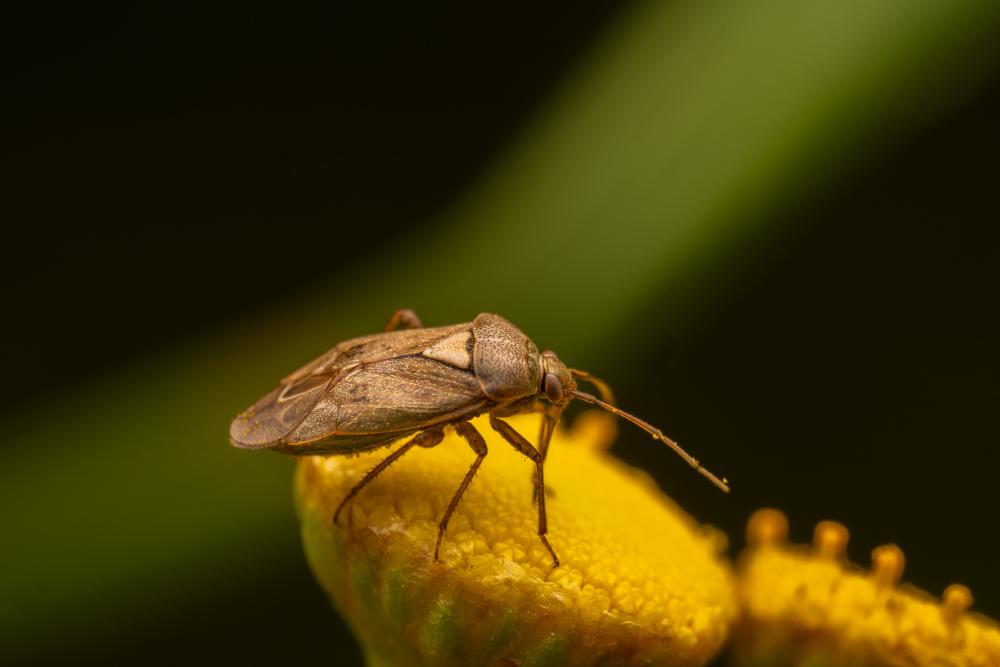 November 14, 2023 – Issue No. 88
– Issue No. 88: “European Tarnished Plant Bug“ European Tarnished Plant Bug