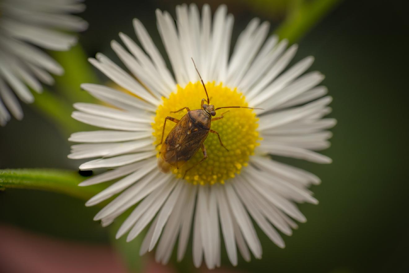 European Tarnished Plant Bug – No. 3