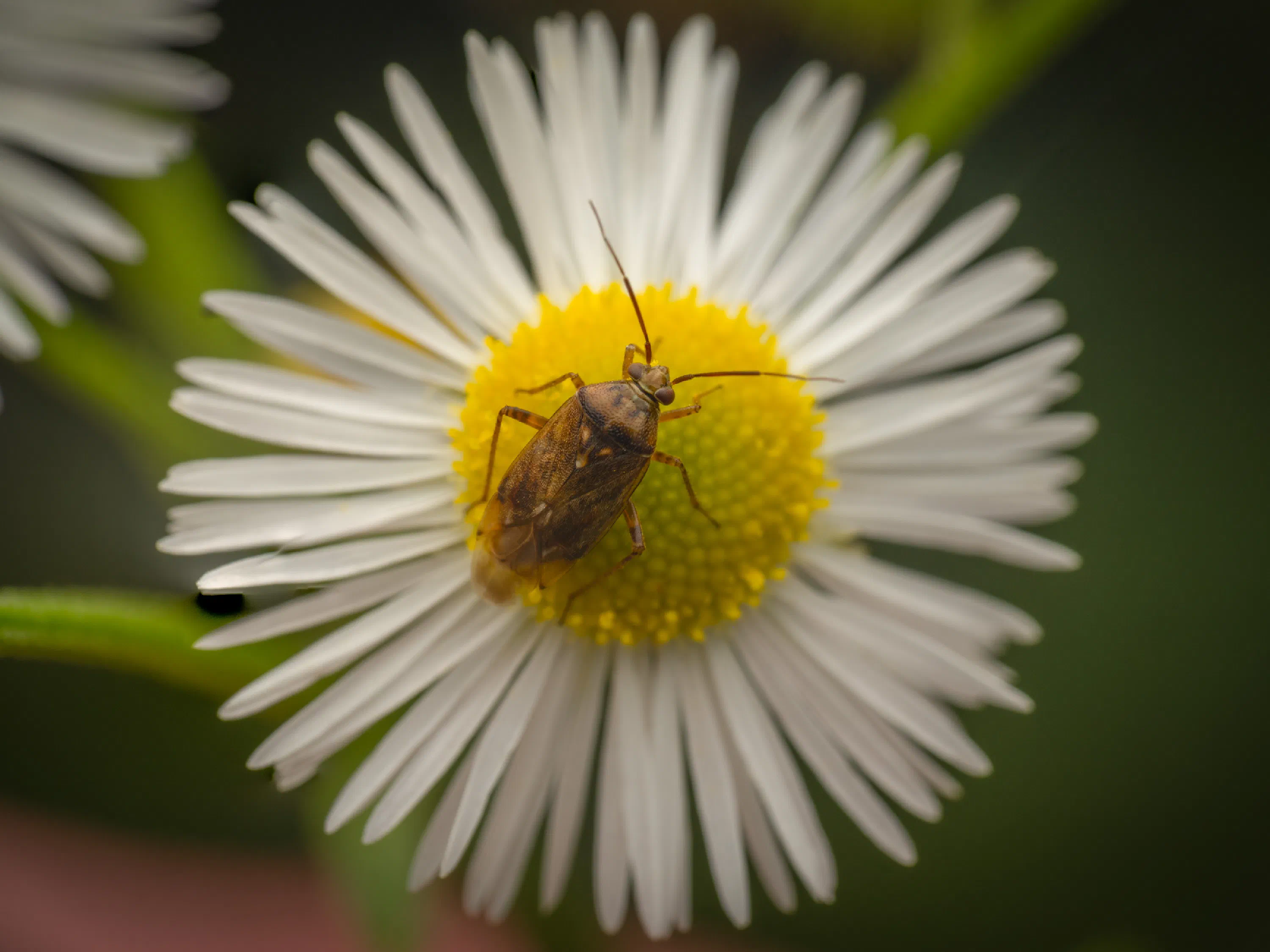 Lygus rugulipennis