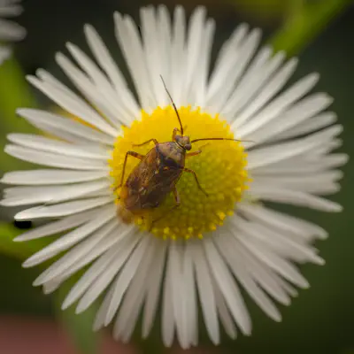 Behaarte Wiesenwanze